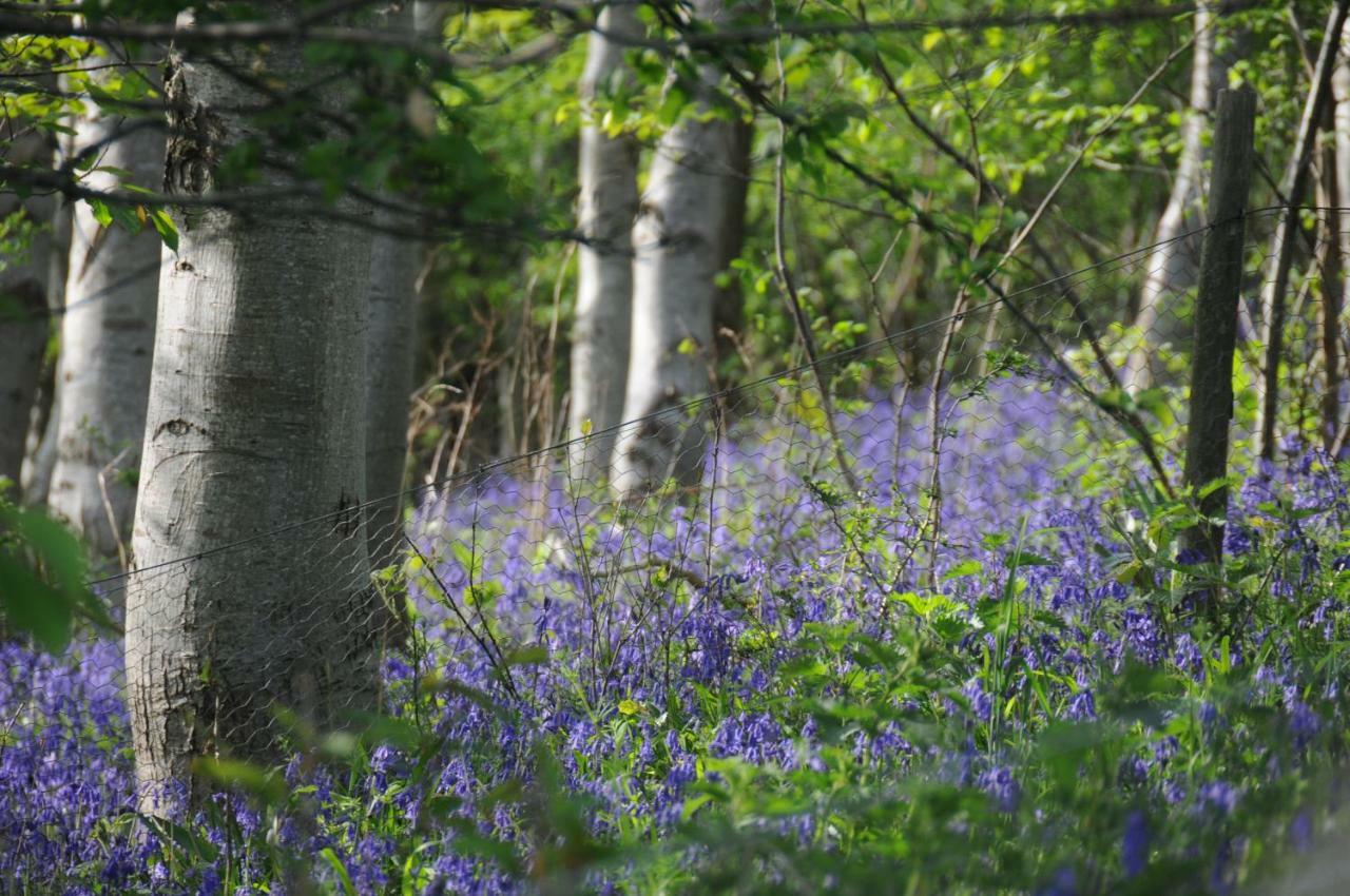 Mallow Glamping Pod Cheltenham Bagian luar foto